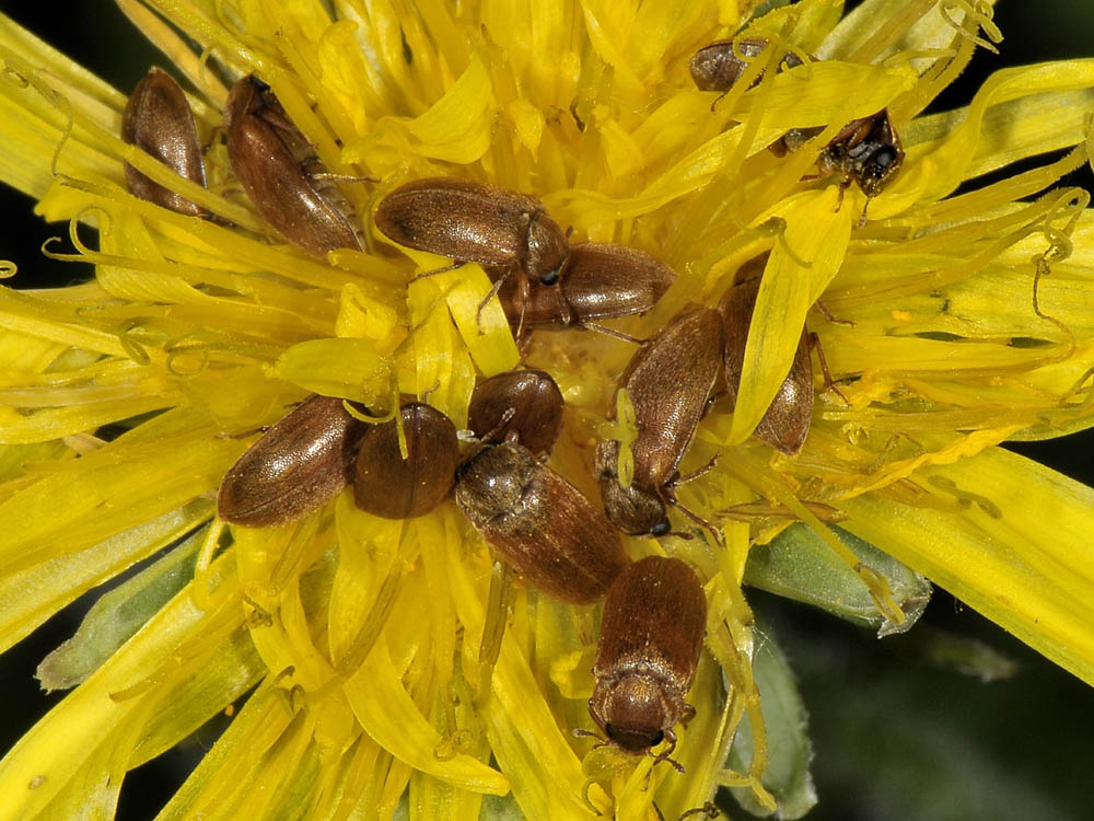 Byturus ochraceus (Byturidae)
